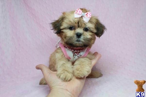 lvpuppyheaven Picture 3